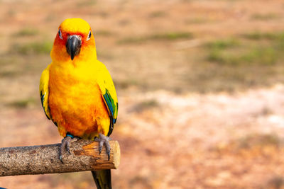 Close-up of parrot perching on a bird