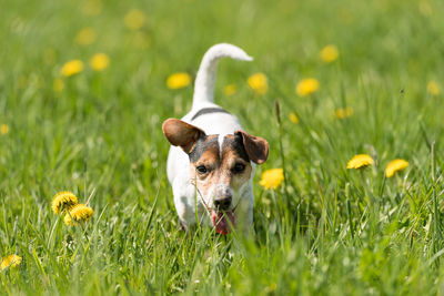 View of dog on field