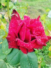 Close-up of water drops on red flower