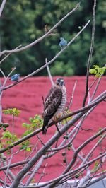 Bird perching on tree