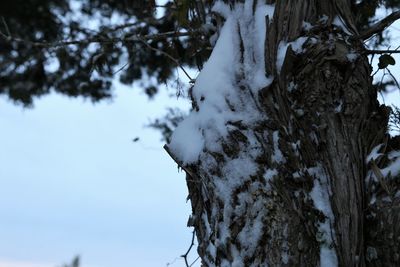 Close-up of snow covered tree in forest