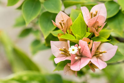 Close-up of pink flowers blooming outdoors