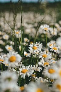 Close-up of daisies on field