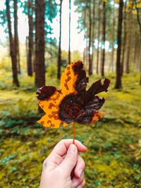 Autumn leaf and a human hand