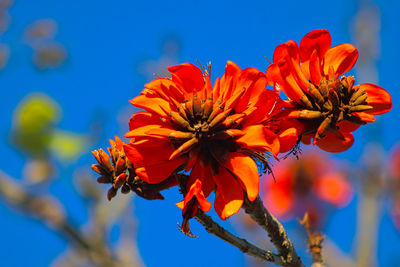 Close-up of red flowering plant against blue sky