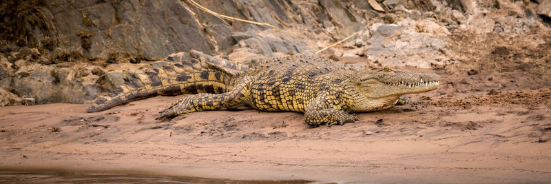 Crocodiles on dirt road in zoo