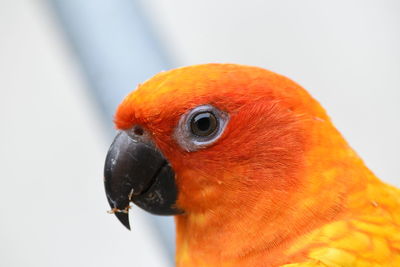 Close-up of a parrot