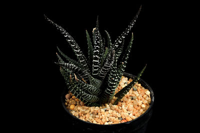 Close-up of succulent plant against black background