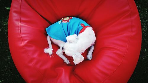 High angle view of dog lying on red bean bag in back yard