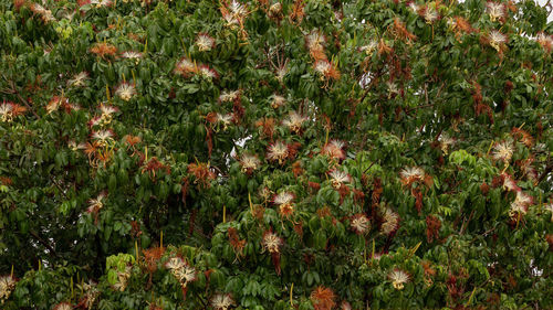 Full frame shot of flowering plants on field