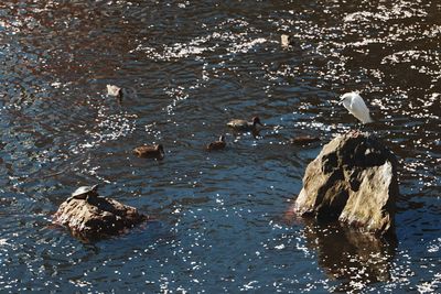 High angle view of birds swimming in lake