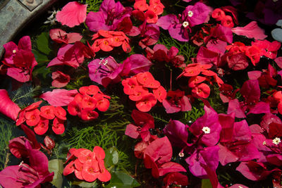 High angle view of pink flowering plants