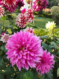 Close-up of pink flowers blooming outdoors