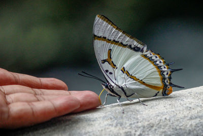 Close-up of butterfly on hand