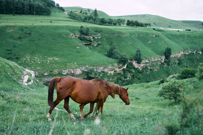 Cow standing in a field