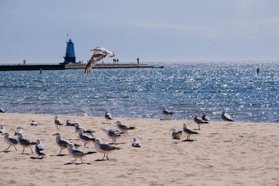 Seagulls perching on beach against sky