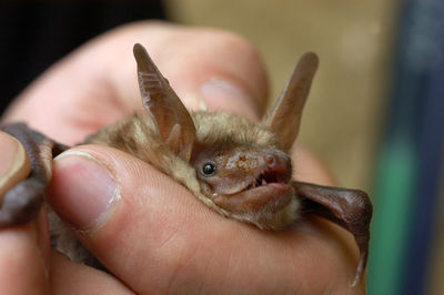 Chiropterologist holding and studying a bat in his hands