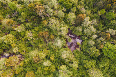 High angle view of flowering plants and trees on field