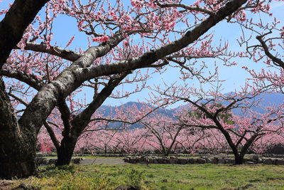 Cherry blossom tree in park