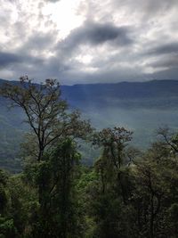 Scenic view of forest against sky