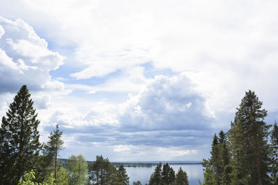 Low angle view of trees against sky