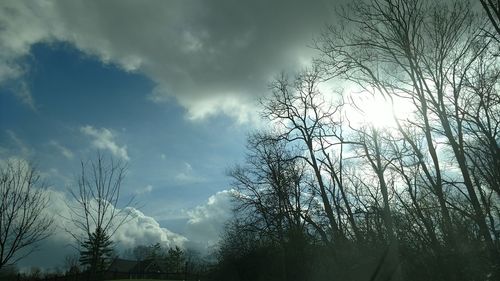 Low angle view of trees against sky