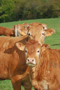 Portrait of cow on field