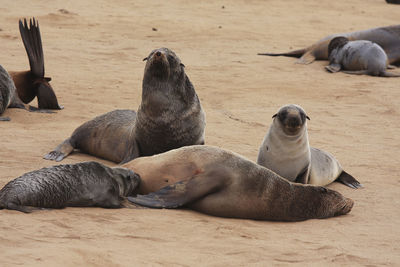Seal relaxing at beach