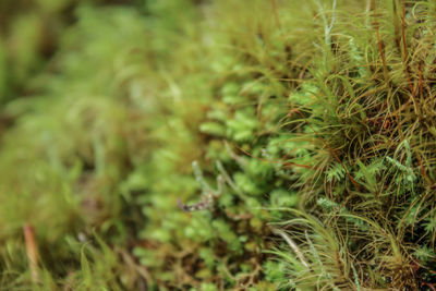 Full frame shot of plants growing on field