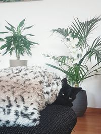 Cat resting on potted plant