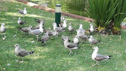 Close-up of birds in park