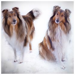 Portrait of two dogs