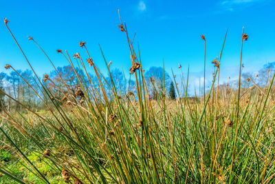 Plants growing on field against sky