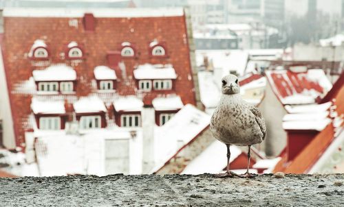 Seagull perching on retaining wall in house