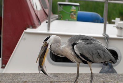 High angle view of gray heron