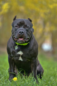 Portrait of dog on field