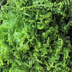 Full frame shot of vegetables