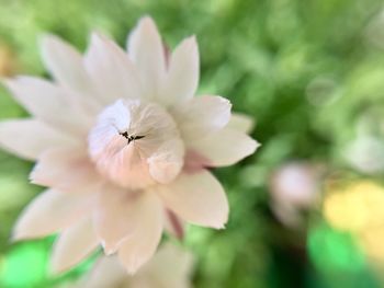 Close-up of honey bee on flower blooming outdoors