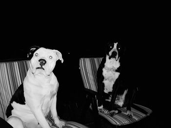 Portrait of dog sitting against black background