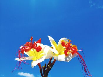 Low angle view of flowering plant against blue sky