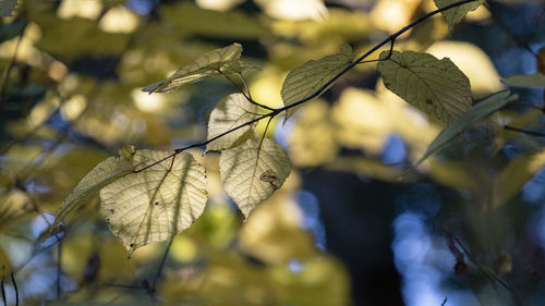 branch