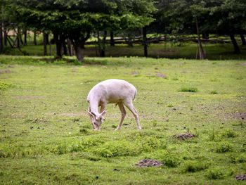 Sheep grazing in a field