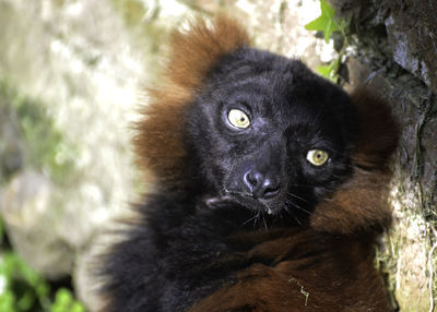 Close-up portrait of black cat