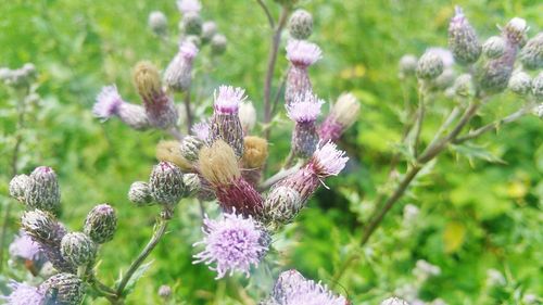 Close-up of honey bee on flower