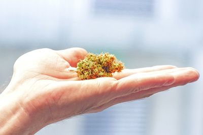 Cropped hand of man holding marijuana