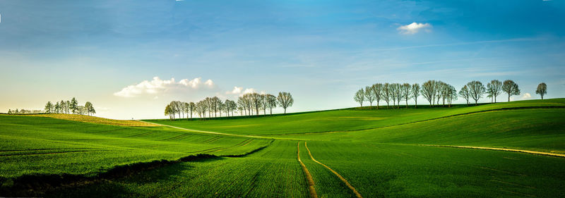 Scenic view of agricultural field against sky