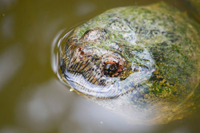 Close-up of turtle swimming in water