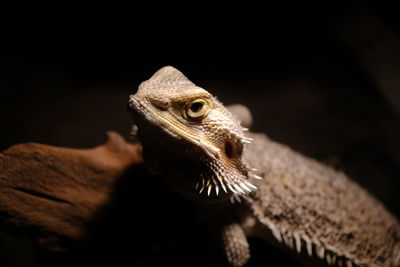 Close-up of a lizard