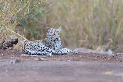 Portrait of cat relaxing on field