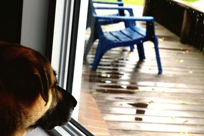 Close-up of dog sitting by window